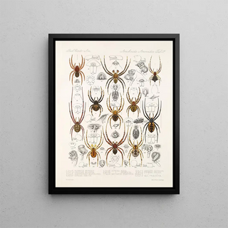 Frederick DuCane Godman - Arachnida Araneidea Pl 37.webp