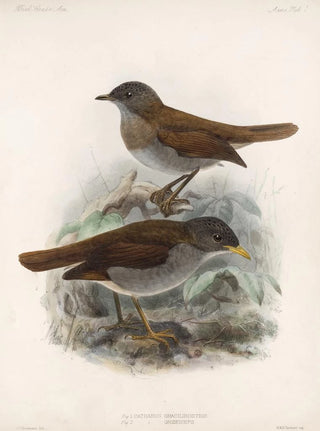 Frederick DuCane Godman - Aves Pl 01.webp