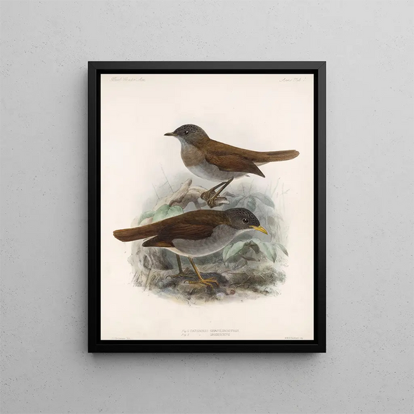 Frederick DuCane Godman - Aves Pl 01.webp