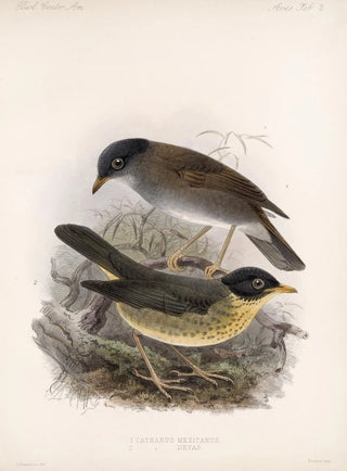 Frederick DuCane Godman - Aves Pl 02.webp