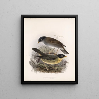 Frederick DuCane Godman - Aves Pl 02.webp