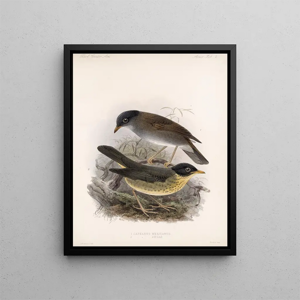 Frederick DuCane Godman - Aves Pl 02.webp