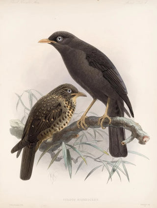 Frederick DuCane Godman - Aves Pl 04.webp