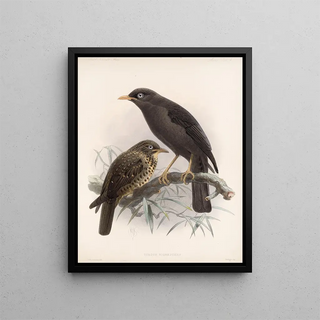 Frederick DuCane Godman - Aves Pl 04.webp