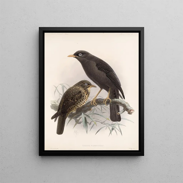 Frederick DuCane Godman - Aves Pl 04.webp