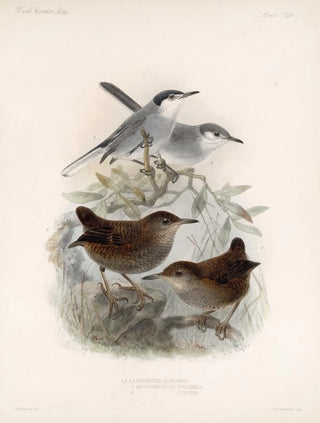 Frederick DuCane Godman - Aves Pl 05.webp