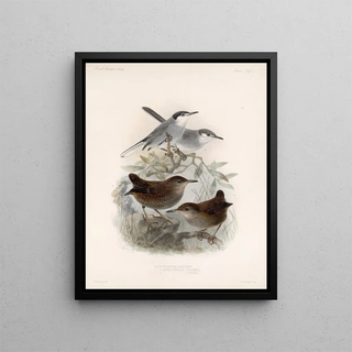 Frederick DuCane Godman - Aves Pl 05.webp