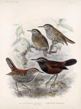 Frederick DuCane Godman - Aves Pl 06.webp