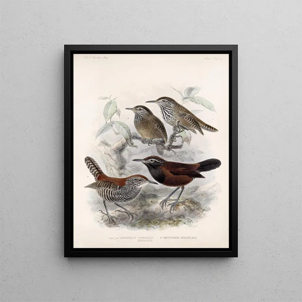 Frederick DuCane Godman - Aves Pl 06.webp