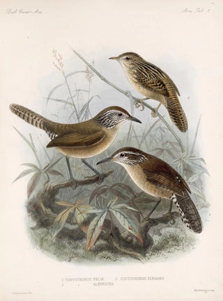 Frederick DuCane Godman - Aves Pl 07.webp