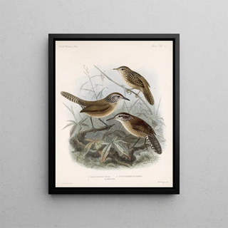 Frederick DuCane Godman - Aves Pl 07.webp