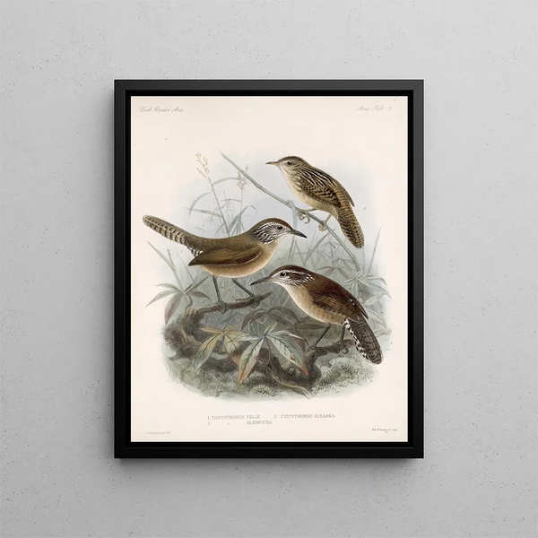 Frederick DuCane Godman - Aves Pl 07.webp