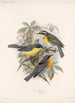 Aves Pl 08 - Frederick DuCane Godman — artwork view