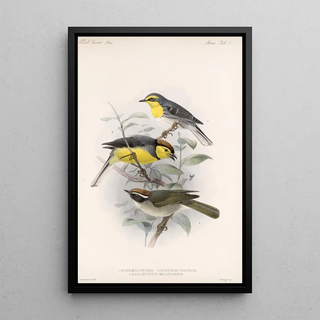 Frederick DuCane Godman - Aves Pl 10.webp