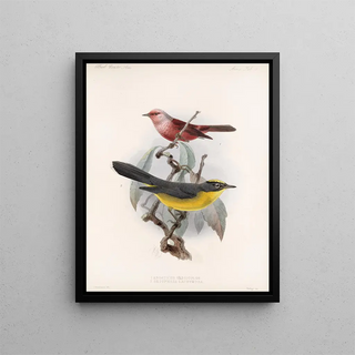 Frederick DuCane Godman - Aves Pl 11.webp