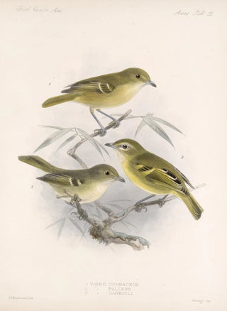 Frederick DuCane Godman - Aves Pl 12.webp