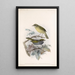 Aves Pl 13 - Frederick DuCane Godman — cuadro enmarcado en la pared