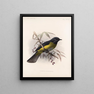 Frederick DuCane Godman - Aves Pl 14.webp
