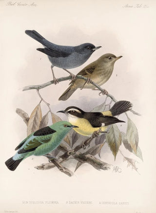 Frederick DuCane Godman - Aves Pl 16.webp