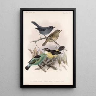 Frederick DuCane Godman - Aves Pl 16.webp