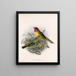 Frederick DuCane Godman - Aves Pl 18.webp
