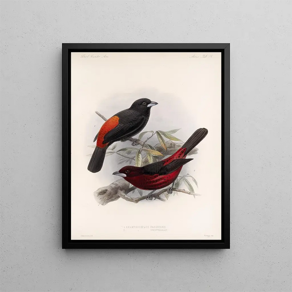 Frederick DuCane Godman - Aves Pl 19.webp