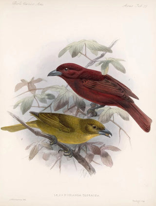 Frederick DuCane Godman - Aves Pl 20.webp