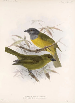Frederick DuCane Godman - Aves Pl 21.webp