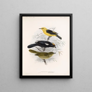 Frederick DuCane Godman - Aves Pl 22.webp