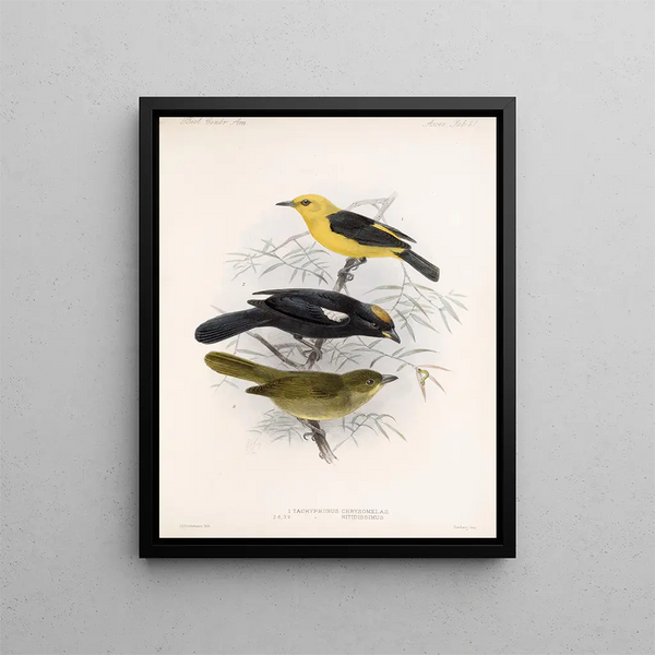 Frederick DuCane Godman - Aves Pl 22.webp