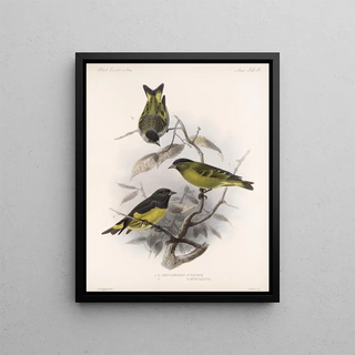 Frederick DuCane Godman - Aves Pl 32.webp
