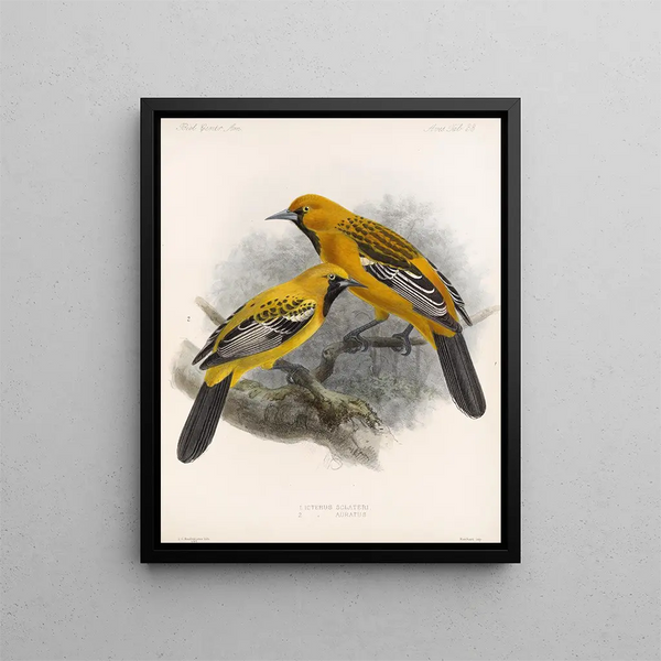Frederick DuCane Godman - Aves Pl 34.webp