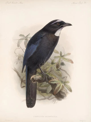 Frederick DuCane Godman - Aves Pl 35.webp