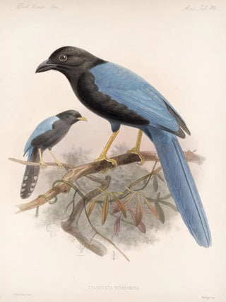 Frederick DuCane Godman - Aves Pl 36.webp