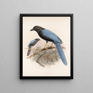 Frederick DuCane Godman - Aves Pl 36.webp
