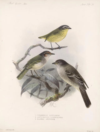 Frederick DuCane Godman - Aves Pl 37.webp