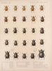 Insectos Coleópteros Pl 018 - Frederick Du Cane Godman — vista de la obra