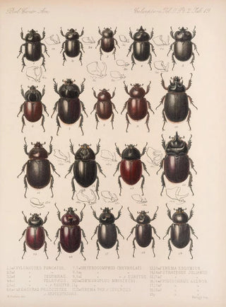 Frederick DuCane Godman - Insecta Coleoptera Pl 019.webp