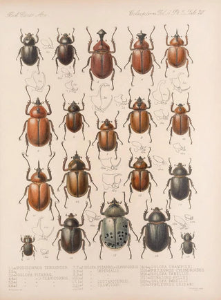 Frederick DuCane Godman - Insecta Coleoptera Pl 020.webp