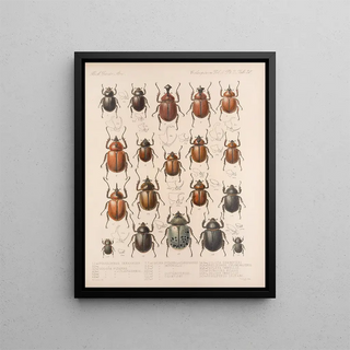 Frederick DuCane Godman - Insecta Coleoptera Pl 020.webp