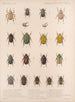 Insectos Coleópteros Pl 021 - Frederick Du Cane Godman — vista de la obra