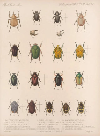 Frederick DuCane Godman - Insecta Coleoptera Pl 021.webp