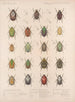 Insectos Coleópteros Pl 022 - Frederick Du Cane Godman — vista de la obra