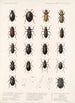 Insecta Coleoptera Pl 041 - Frederick DuCane Godman — vista de la obra