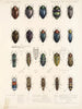 Insectos Coleópteros Pl 064 - Frederick Du Cane Godman — vista de la obra