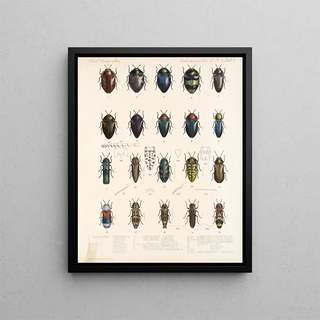 Frederick DuCane Godman - Insecta Coleoptera Pl 064.webp