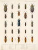Insectos Coleópteros Pl 067 - Frederick Du Cane Godman — vista de la obra