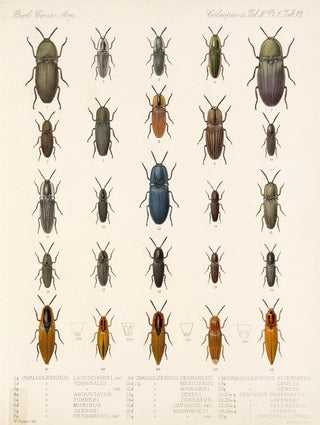 Frederick DuCane Godman - Insecta Coleoptera Pl 067.webp