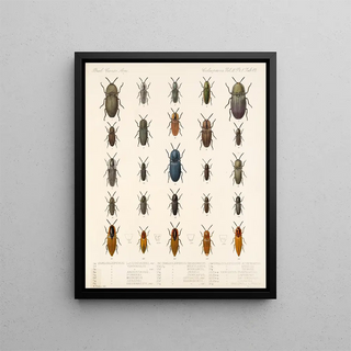 Frederick DuCane Godman - Insecta Coleoptera Pl 067.webp