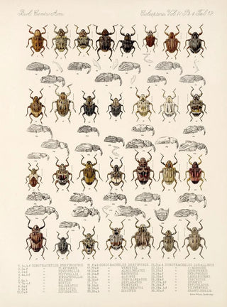 Frederick DuCane Godman - Insecta Coleoptera Pl 158.webp